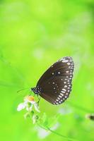 bellissime farfalle in natura stanno cercando il nettare dai fiori nella regione tailandese della tailandia. foto