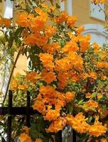 bellissimo giallo campane. fiori fioritura su il balcone. foto