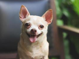 Grasso Marrone corto capelli chihuahua cane seduta su nero Vintage ▾ poltrona nel il giardino, sorridente e guardare a telecamera. foto