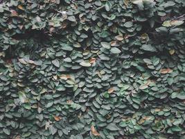 ficus pumila l. copertina su il parete sfondo, foto