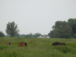 il città di dosburg nel il Olanda foto