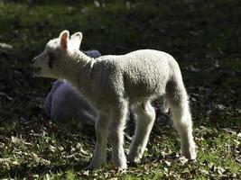 pecore nel westfalia foto