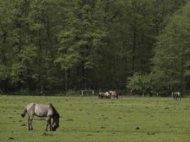 cavalli selvaggi in Westfalia foto