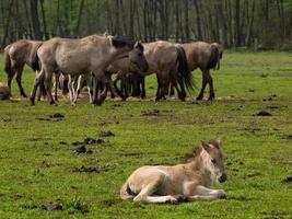 cavalli selvaggi in germania foto