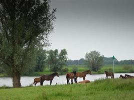 il città di dosburg nel il Olanda foto