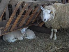 pecore nel westfalia foto