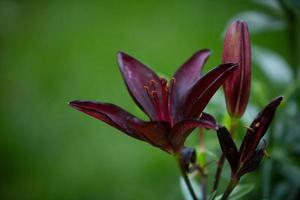 buio rosso daylilly foto