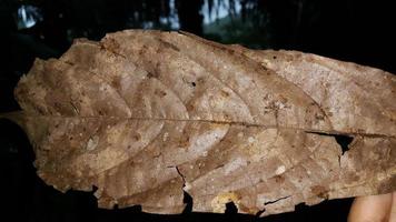 semplice foto di secco Marrone le foglie