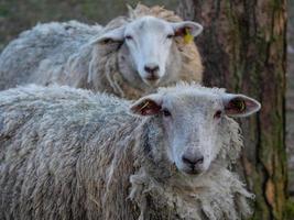 pecore nel muensterland tedesco foto