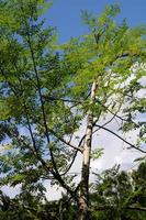 il bacchetta del tamburo albero. foto