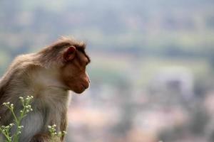 cofano macaco scimmia con copia spazio. foto