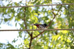 un' rosso ventilato bulbul uccello è seduta su il energia linea. foto