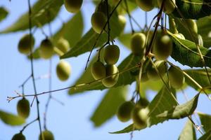 neem frutta sospeso su il albero. foto