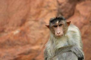 cofano macaco scimmia nel il badami forte. foto