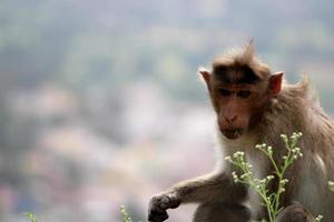 cofano macaco scimmia con copyspace. foto