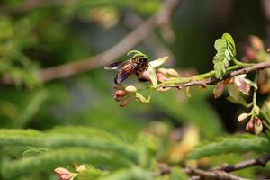 un' ape seduta su un' tamarindo fiore. foto
