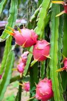 pitahaya piantagione Drago frutta nel Tailandia nel il estate, Drago frutta su il Drago frutta albero in attesa per il raccogliere nel il agricoltura azienda agricola a asiatico foto