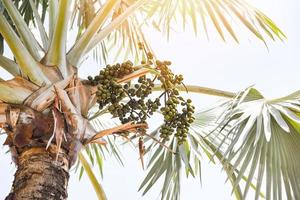 palma frutta su albero nel il giardino su luminosa giorno e blu cielo sfondo - tropicale pianta palma campo foto