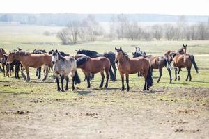 enorme mandria di cavalli nel campo. razza di cavallo da tiro bielorusso. simbolo di libertà e indipendenza foto