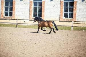 bellissimo Marrone stallone con un' nero criniera passeggiate dietro a il recinto foto