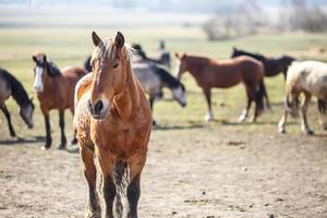 enorme mandria di cavalli nel campo. razza di cavallo da tiro bielorusso. simbolo di libertà e indipendenza foto