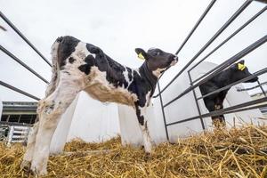 stalla. allevamento di mucche. mandria di mucche bianche nere guarda la telecamera con interesse. vacche da allevamento in zootecnia libera. foto