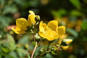 erba giardino con fioritura st johns mosto foto