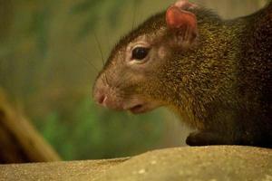 sorprendente vicino su di un' brasiliano agouti foto