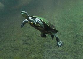 nuoto serpente collo tartaruga nel verde oscuro acque foto