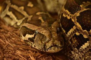 vicino su Guarda a un' birmano pitone serpente foto