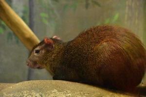 brasiliano agouti ingobbito al di sopra di e guardare in giro foto