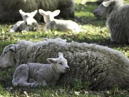 pecore su un' campo nel westfalia foto