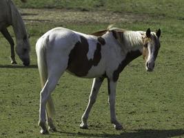 cavalli in Westfalia foto