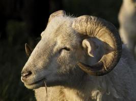 pecore su un prato in germania foto