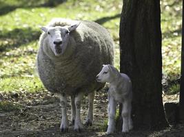 pecore su un' campo nel westfalia foto