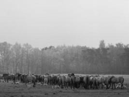 cavalli selvaggi in germania foto