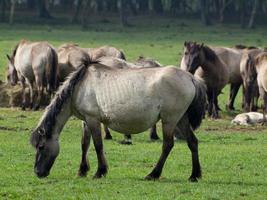 cavalli selvaggi nel muensterland tedesco foto