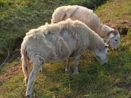 molti pecore nel westfalia foto