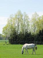 puledri e cavalli nel westfalia foto