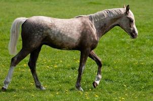 cavalla con puledri nel Germania foto