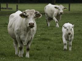 mucche in Westfalia foto
