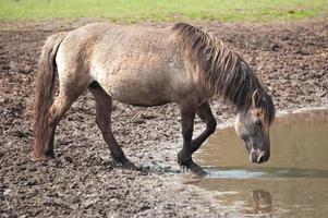 cavalli selvaggi in Westfalia foto