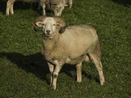 pecore nel muensterland tedesco foto