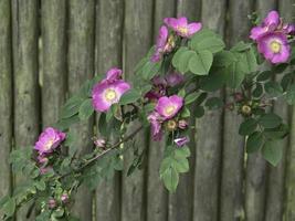 emorragia fiori nel il giardino foto