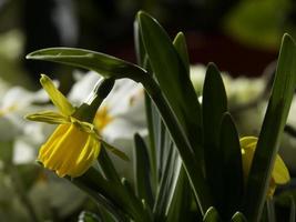 bellissimo flowrs nel il giardino foto