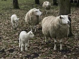 pecore su un' campo nel westfalia foto