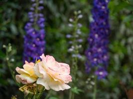 emorragia fiori nel un' Tedesco giardino foto