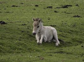 cavalli selvaggi in Westfalia foto