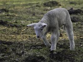 pecore su un' prato nel westfalia foto