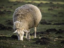 pecora mandria nel Germania foto